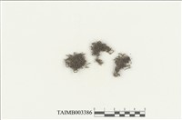 藏品(鞭蘚屬)的圖片